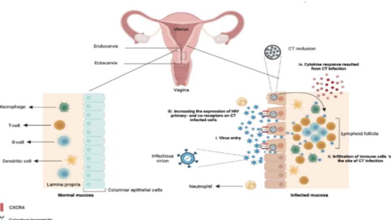 can chlamydia turn into hpv